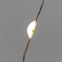 led гирлянда-занавес Neon-Night 315-886 - светодиоды в форме капель росы